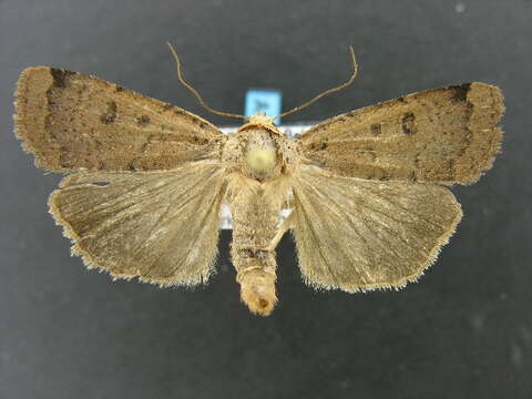 Слика од <i>Abagrotis cupida</i> Grote