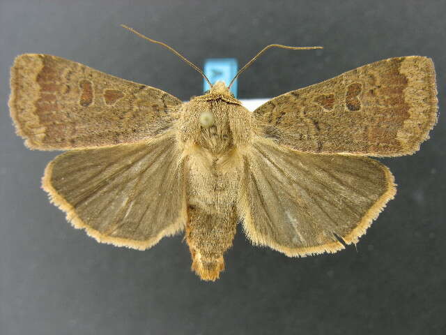 صورة Abagrotis alternata Grote 1864