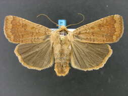 صورة Abagrotis alternata Grote 1864