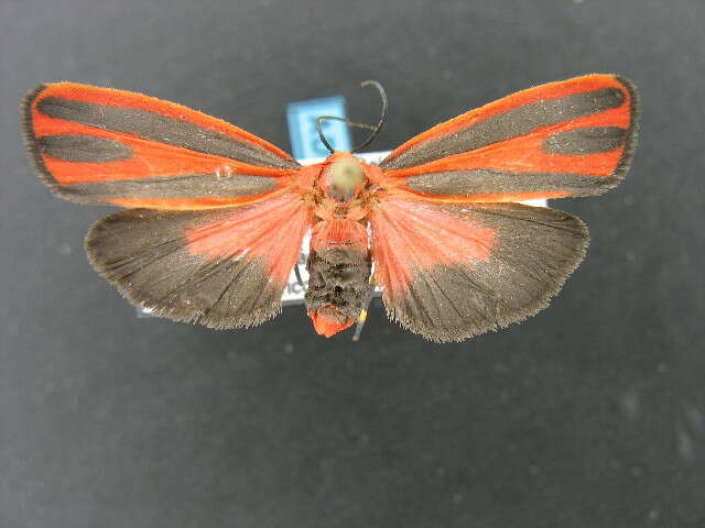 Image of Scarlet-winged Lichen Moth