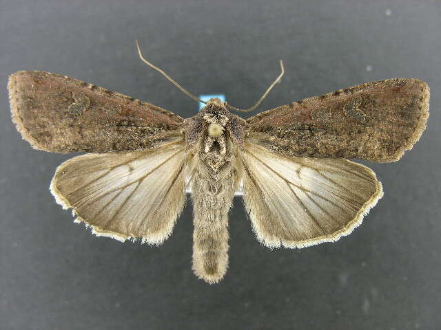 Image of pearly underwing