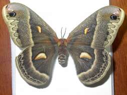 Image of Hyalophora cecropia × Hyalophora colombia