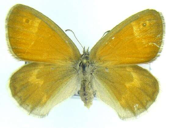 Image of Common Ringlet