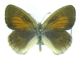 Image of Common Ringlet