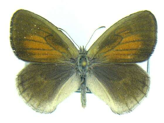 Image of Common Ringlet