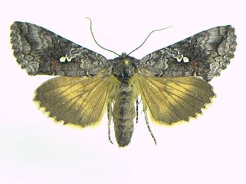 Image of Syngrapha altera Ottolengui 1902