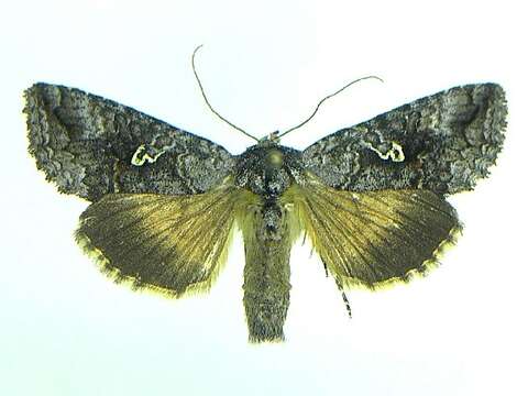 Image of Syngrapha altera Ottolengui 1902