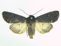 Image of Melanchra assimilis Morrison 1874