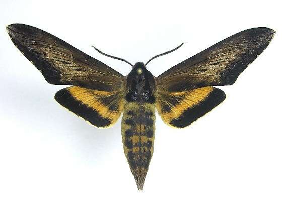 Sphinx luscitiosa Clemens 1859的圖片