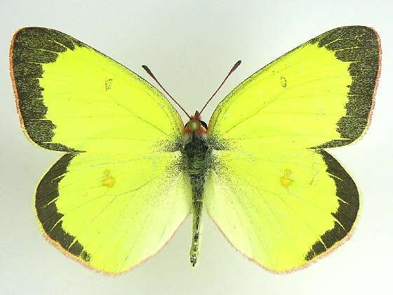 Image of Pink-edged sulphur