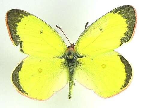 Colias interior Scudder 1862的圖片