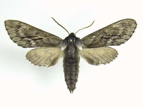 Image of Northern Pine Sphinx