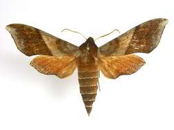 Image of Azalea Sphinx