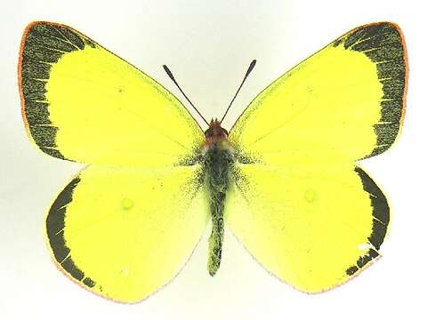 Colias interior Scudder 1862的圖片