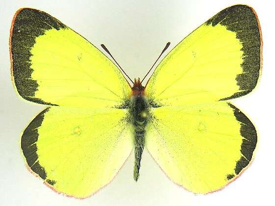 Image of Pink-edged sulphur