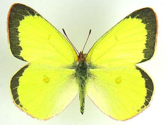 Image of Pink-edged sulphur