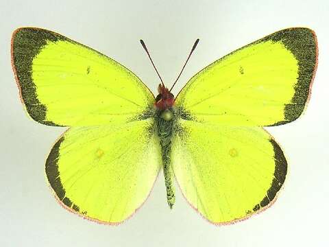 Colias interior Scudder 1862的圖片