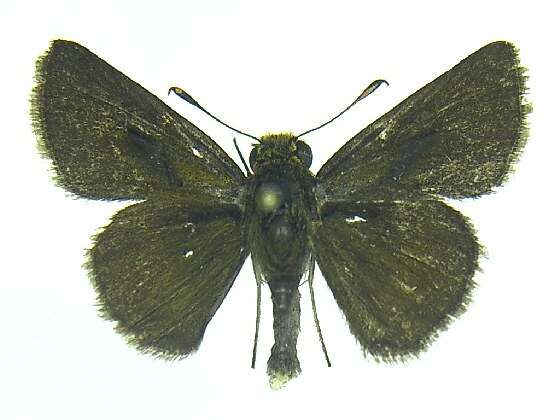 Image of Dun Sedge Skipper