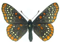 Euphydryas phaeton Drury 1767的圖片