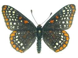 Euphydryas phaeton Drury 1767的圖片