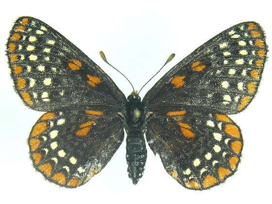 Euphydryas phaeton Drury 1767的圖片