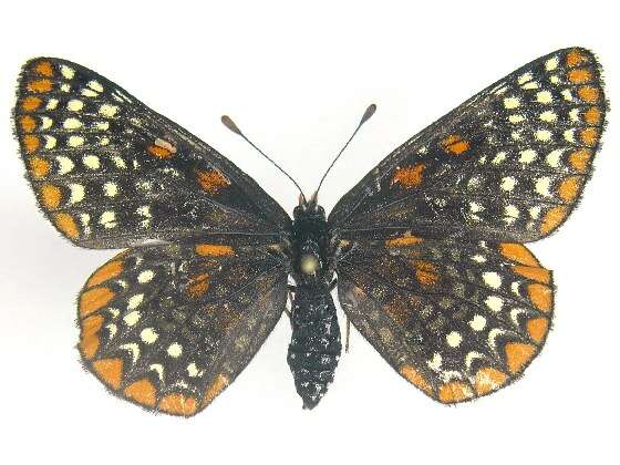 Euphydryas phaeton Drury 1767的圖片