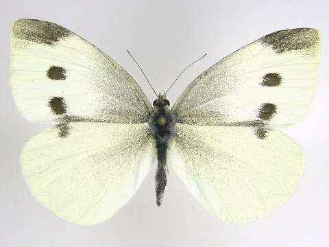 Image of small white