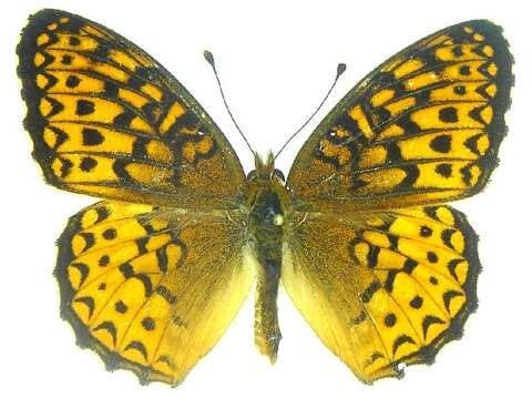 Image of Atlantis Fritillary