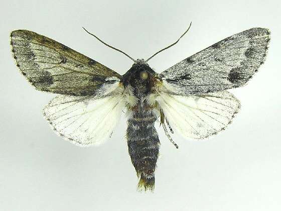 Imagem de Acronicta lepusculina Guenée 1852