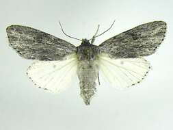 Image of <i>Acronicta oblinita</i>