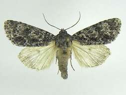 Imagem de Acronicta noctivaga Grote 1864