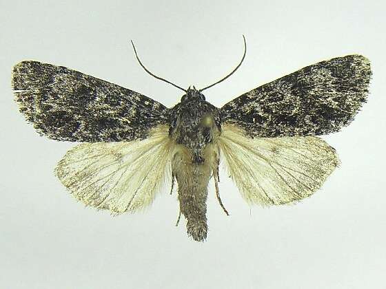 Image of Night-wandering Dagger Moth