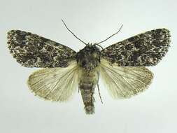 Imagem de Acronicta noctivaga Grote 1864