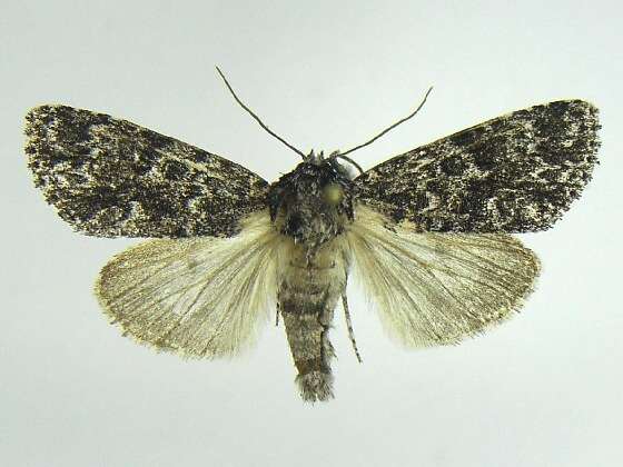 Image of Night-wandering Dagger Moth