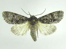 Image of Impressed Dagger Moth