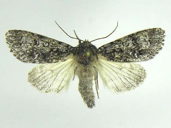 Image of Impressed Dagger Moth