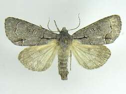 Image of Radcliffe's Dagger-moth