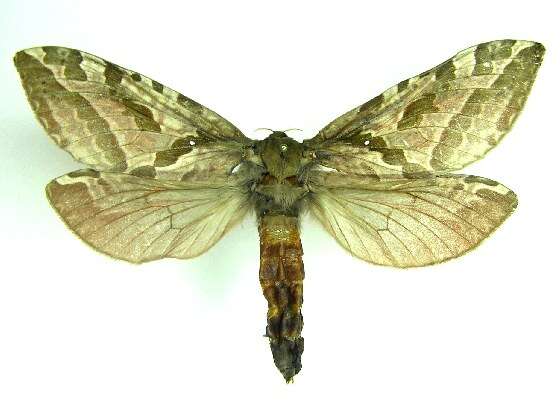 Image of Four-spotted Ghost Moth