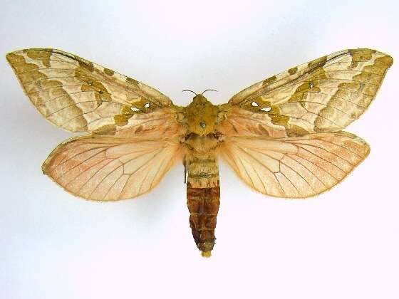 Image of Four-spotted Ghost Moth