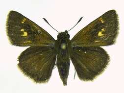 Image of Crossline Skipper