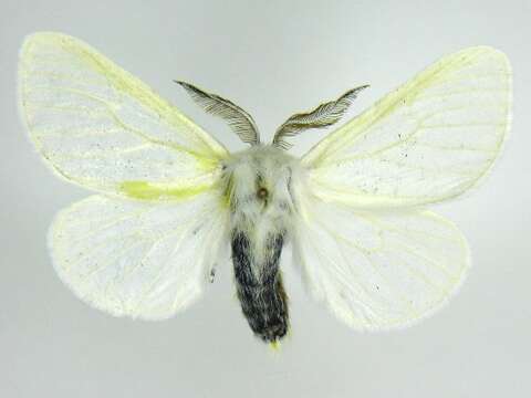 Image of White Satin Moth