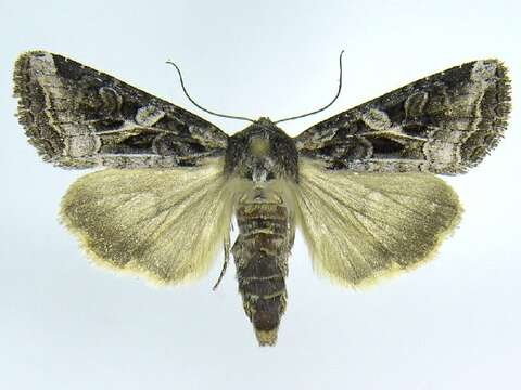 Image of Aster Cutworm