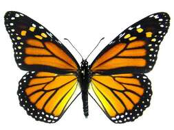 Sivun Monarkkiperhonen kuva