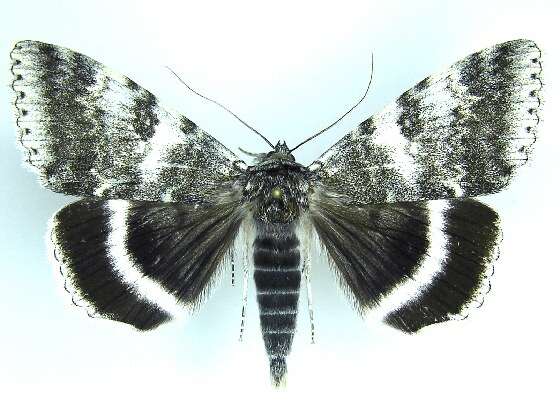 Image of White Underwing, The Relict