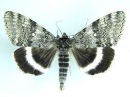 Image of White Underwing, The Relict