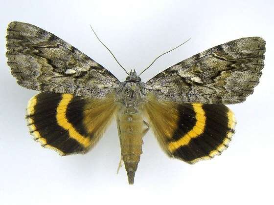 Image of Yellow-banded Underwing