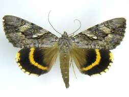 Image of Yellow-banded Underwing