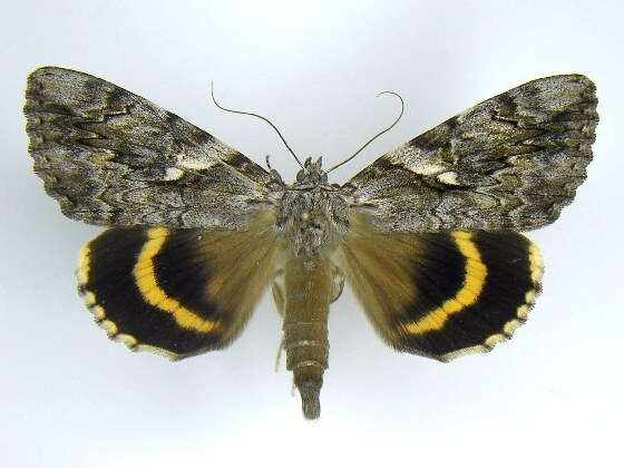 Image of Yellow-banded Underwing