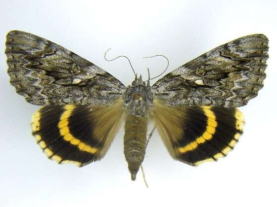 Image of Yellow-banded Underwing