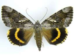 Image of Yellow-banded Underwing